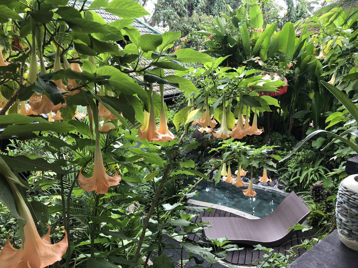 Hotel White Lotus Oasis Ubud Exteriér fotografie